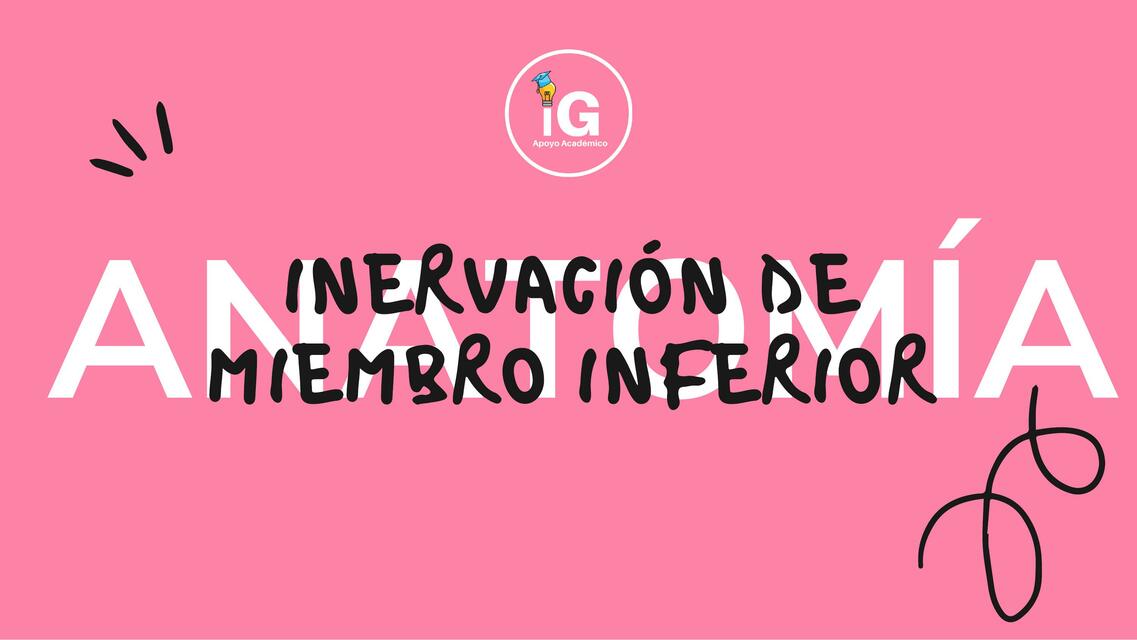 Inervación de Miembro Inferior