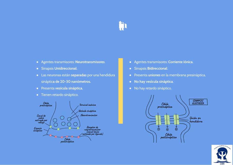  Sinapsis química vs eléctrica 