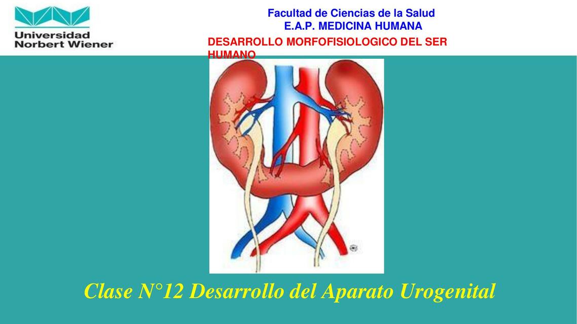 Desarrollo del Aparato Urogenital 