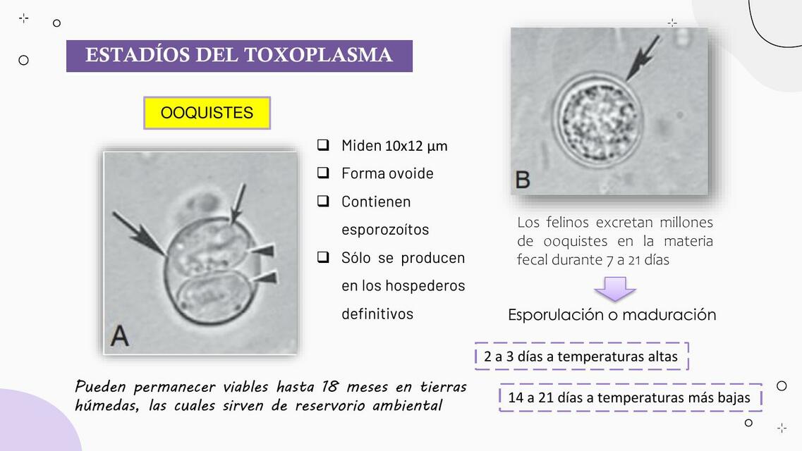 Toxoplasma