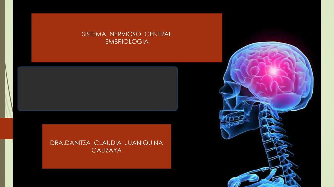 Sistema Nervioso Central. Embriología 