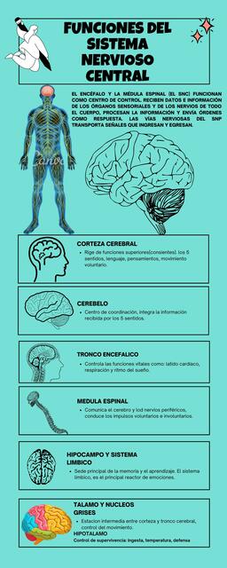 Sistema nervioso central