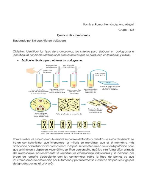 Ejercicio de cromosomas