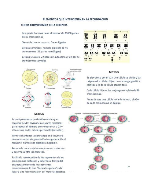 Elementos que intervienen en la fecundación