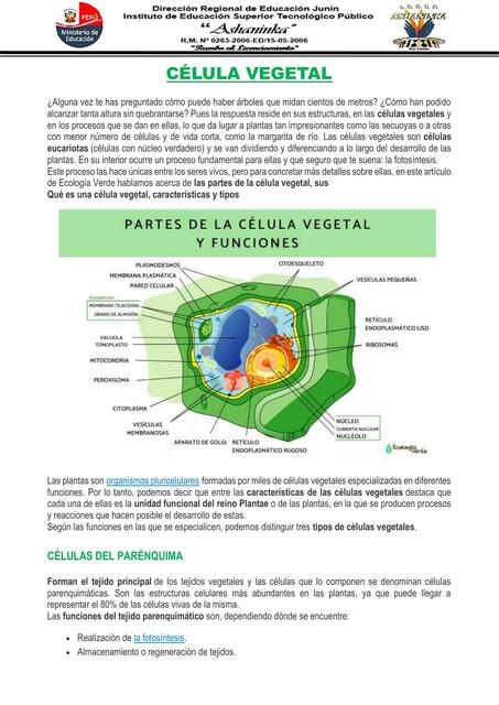 Clase n 01 célula vegetal