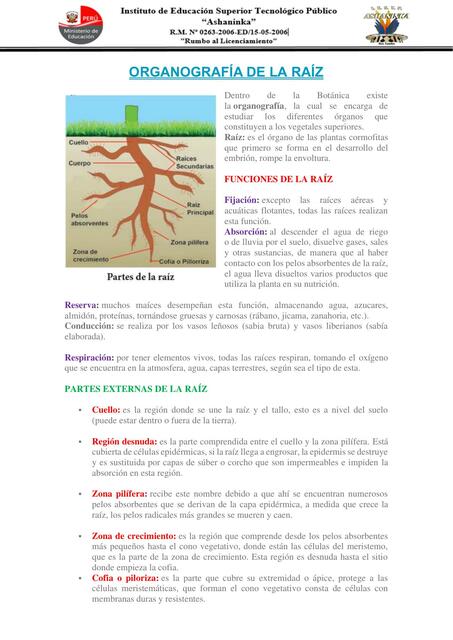 Clase n 03 organografía de la raíz