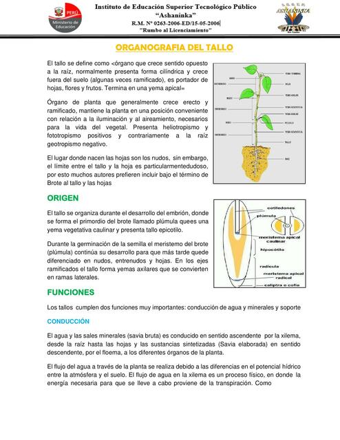 Clase N 04 organografía del tallo