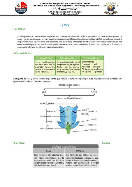 Clase N 06 Organología de la flor fruto