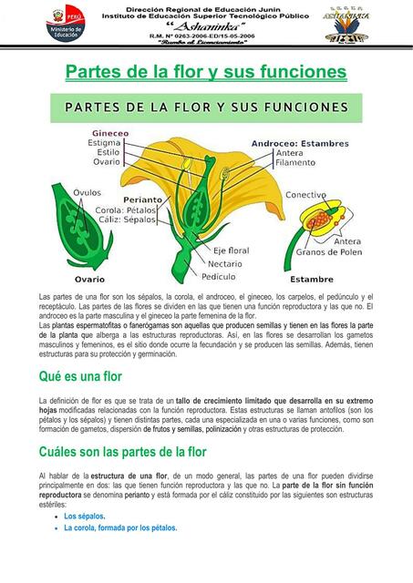 Clase N 06 Partes de la flor y sus funciones