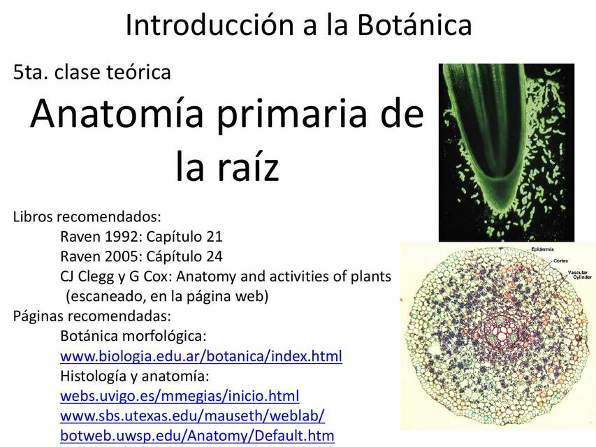 Clase N 03 Anatomía primaria de la raíz