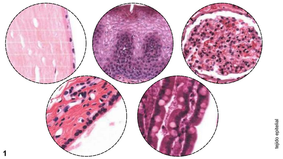 Albúm de Histología 