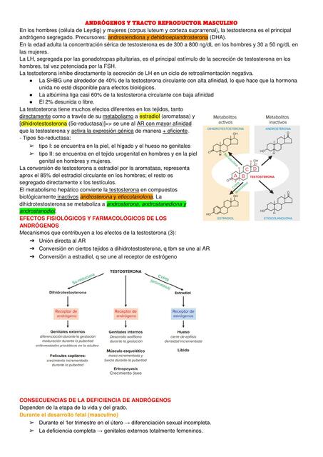 Andrógenos y Tracto Reproductor Masculino 