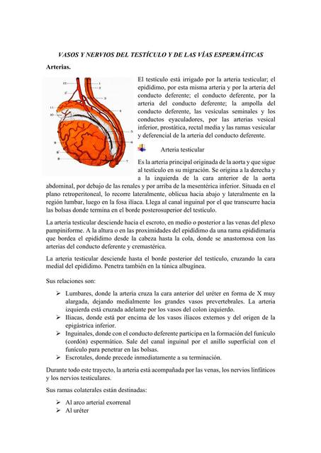 Vasos Y Nervios Del Testiculos Y De Sus Vías Espermáticas Anahí Udocz