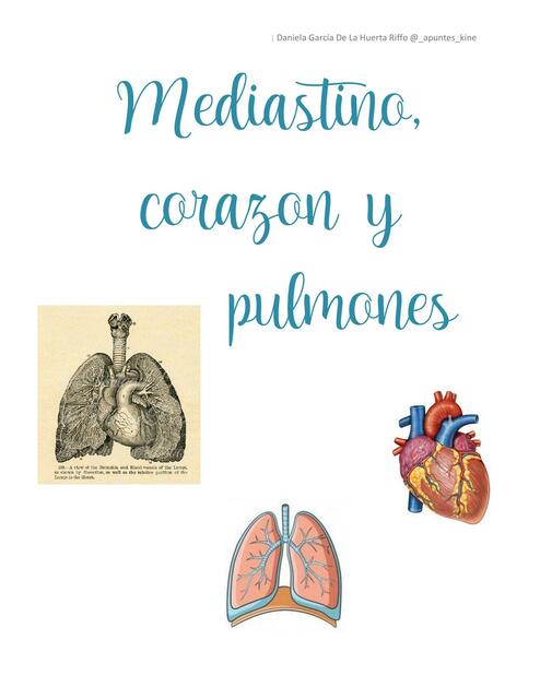 Mediastino corazón y pulmones