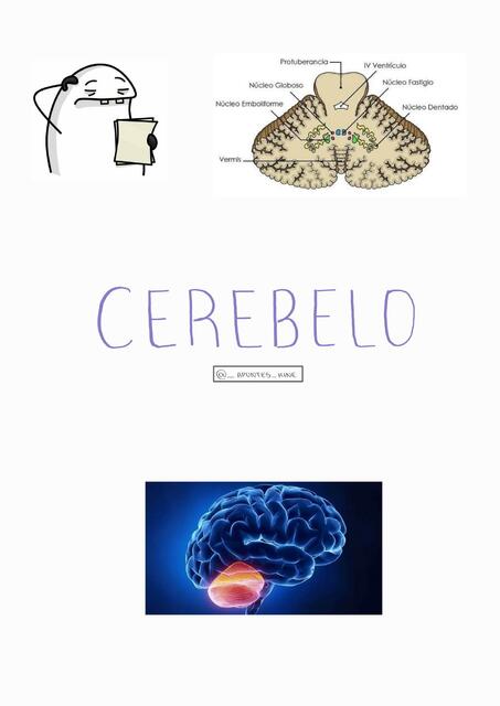 Cerebelo