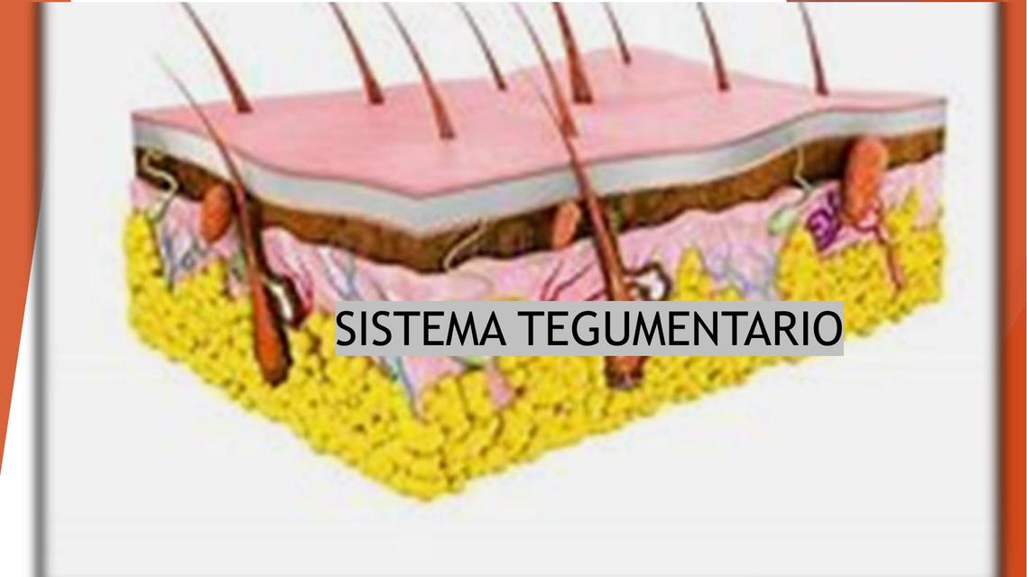 Sistema tegumentario  