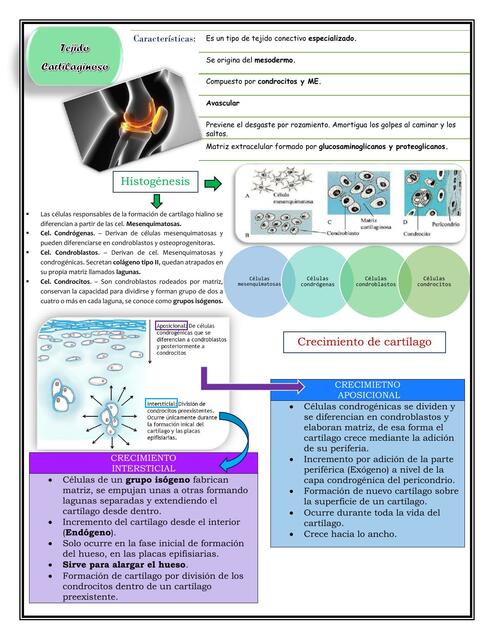 Tejido Cartilaginoso parte 1