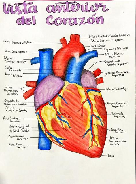 Vista Anterior del Corazón 