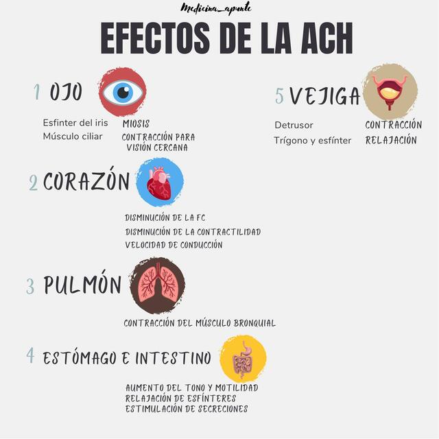 Efectos de la acetilcolina