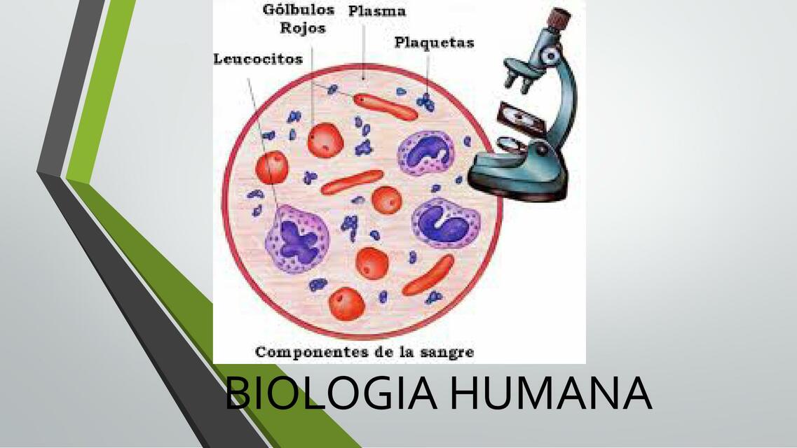 BIOLOGIA HUMANA Autoguardado