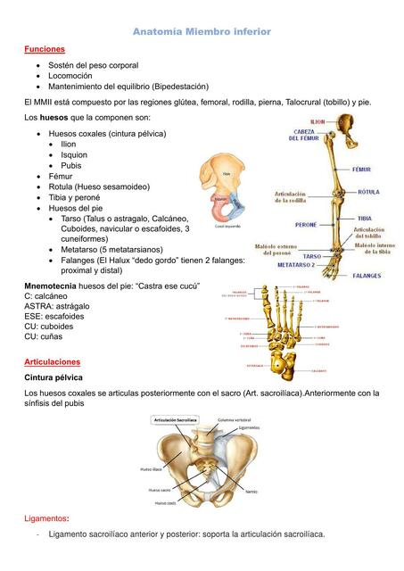 Anatomía Miembro Inferior