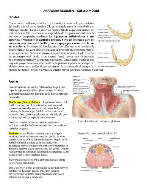 Fascia y músculos del cuello