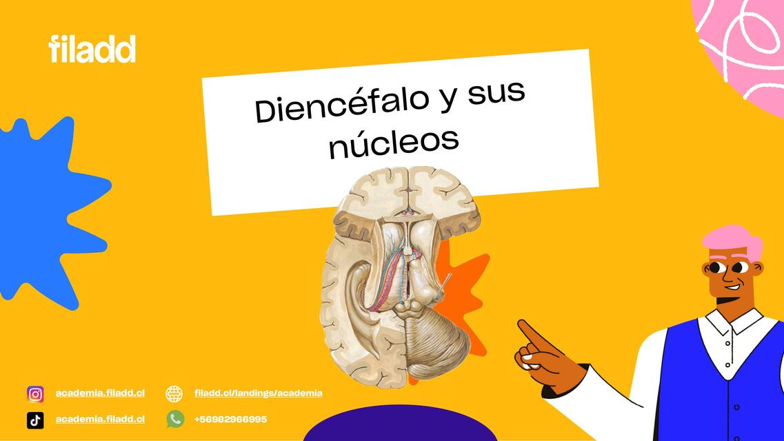 Diencéfalo y sus Núcleos