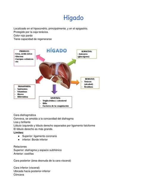 Órganos Abdominales 