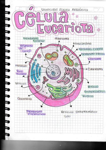 celulas procariotas y eucariotas 