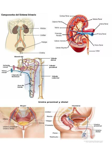 Componentes del Sistema Urinario 