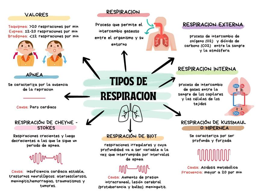 Tipos de respiracion