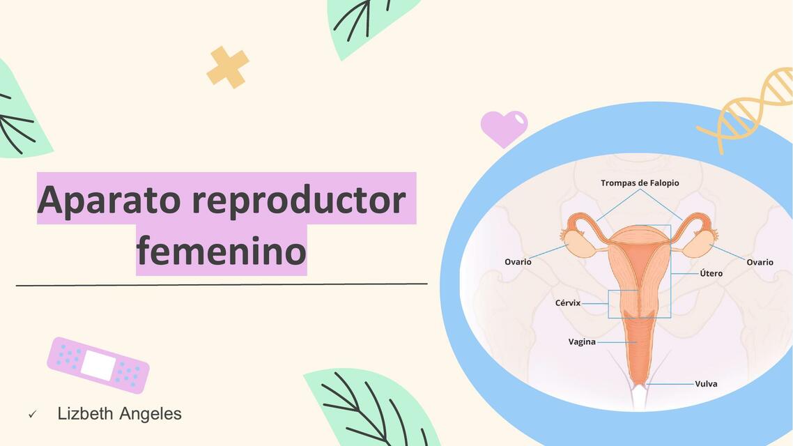 Aparato reproductor femenino