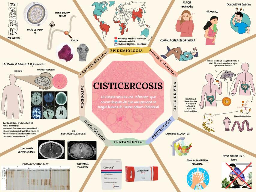 Infografía cisticercosis