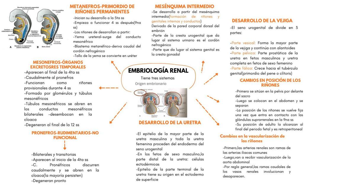 Embriología renal