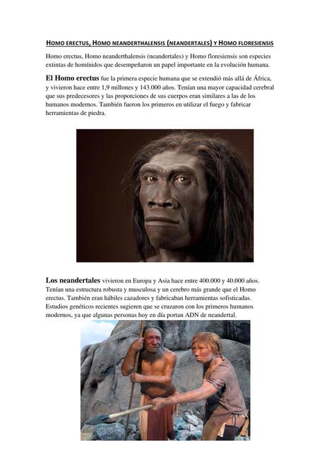 Homo Erectus   