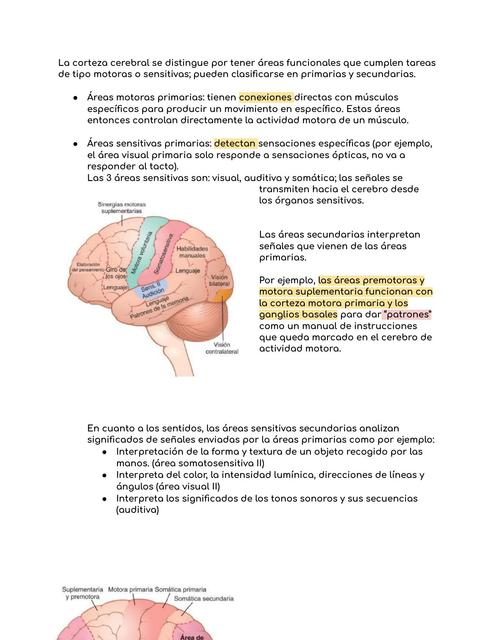 Funciones intelectuales del cerebro 