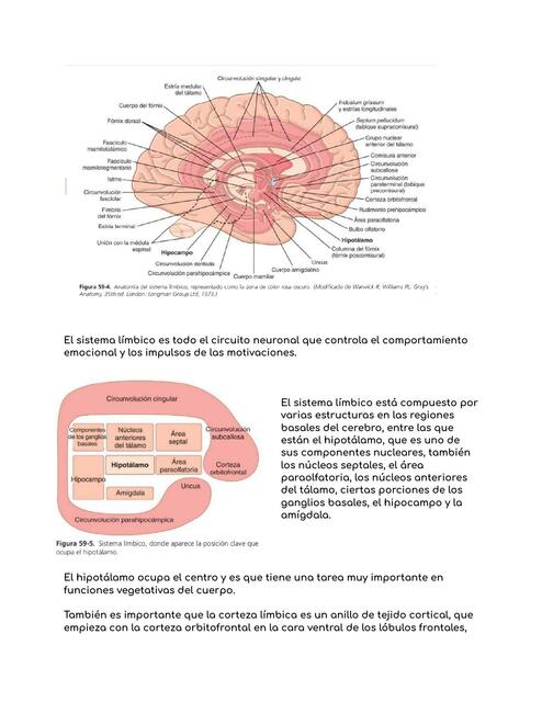 Funciones del Sistema Límbico y Regulación del Hipotálamo