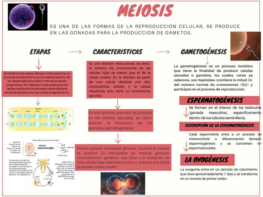 Meiosis 