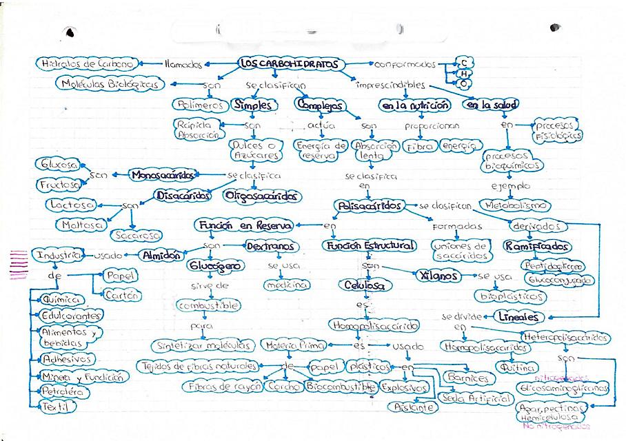 Apuntes Sobre Carbohidratos