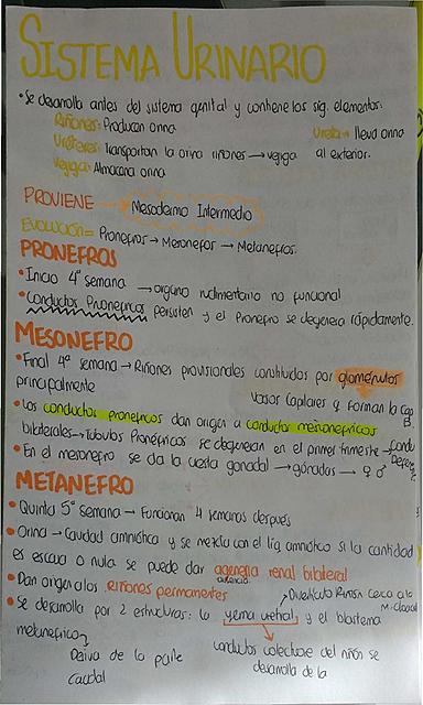 APUNTES SOBRE EMBRIOLOGIA HUMANA