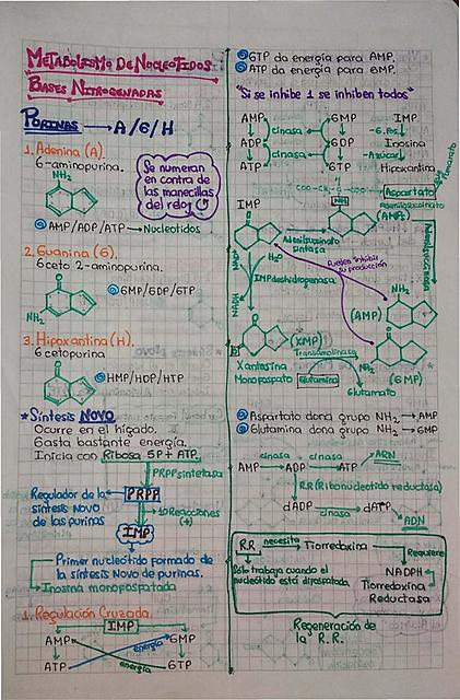 APUNTES SOBRE EL METABOLISMO DE NUCLEÓTIDOS