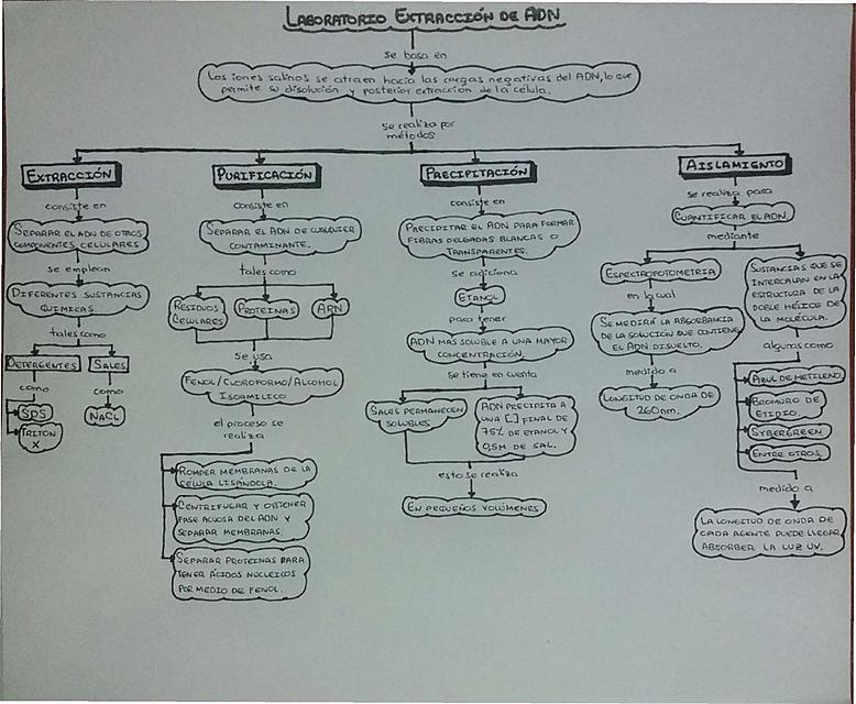 MAPA EXTRACCION DEL ADN