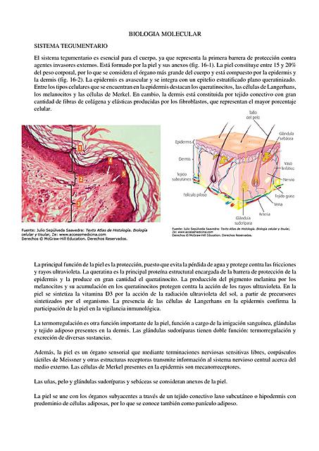 BIOLOGIA MOLECULAR sist tegumentario