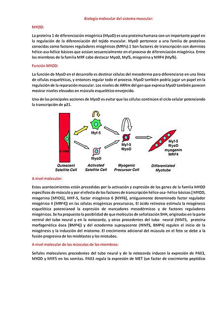 Biología molecular del sistema muscular y snc