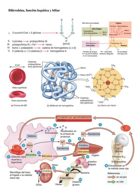 Metabolismo completo de la Bilirrubina