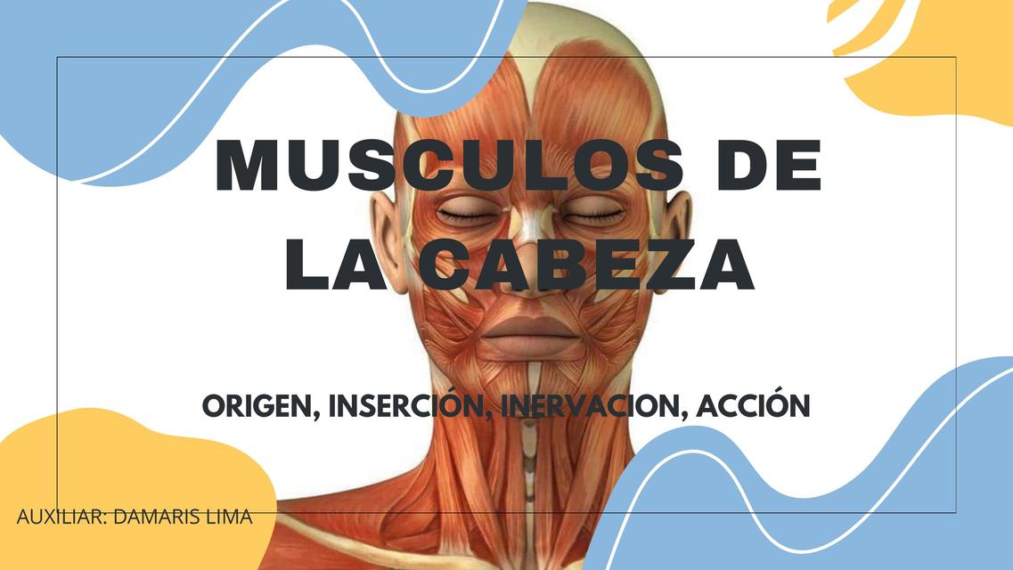 Músculos de la cabeza    