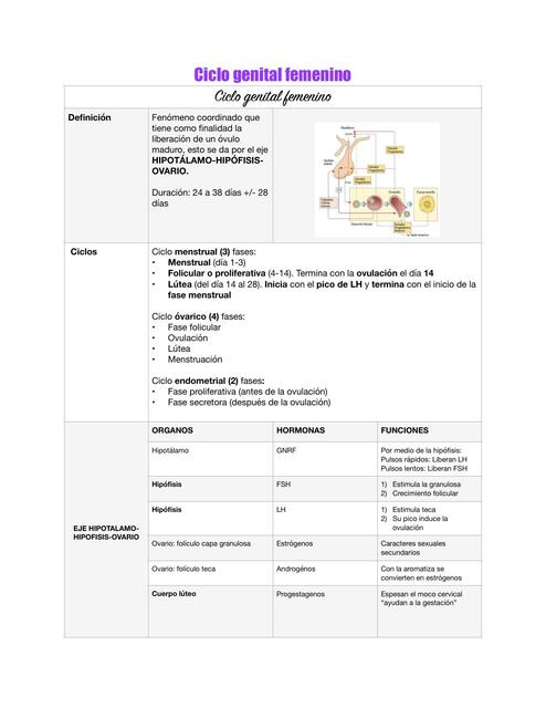 Ciclo genital femenino