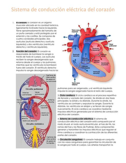 El corazón y sistema de conducción eléctrica | Jhazmin Jimenez | uDocz