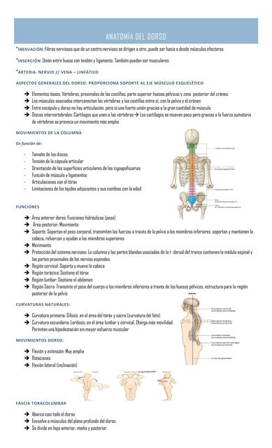 Anatomia del Dorso 