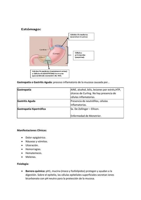 Gastropatía o Gastritis Aguda